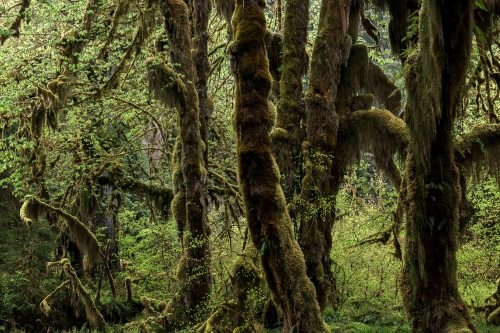 15-nature-photography-forest-photography-hoh-rainforest